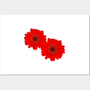 Double gerbera daisy Posters and Art